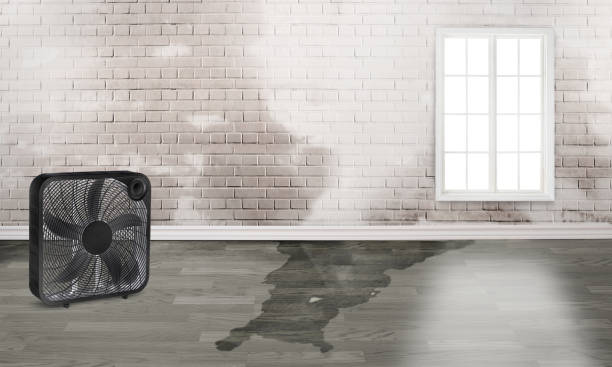 Best Water damage restoration near me  in Ridge Wood Heights, FL